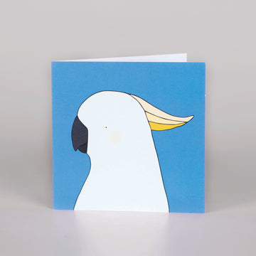 Square gift card with blue background and a sulphur-crested kangaroo