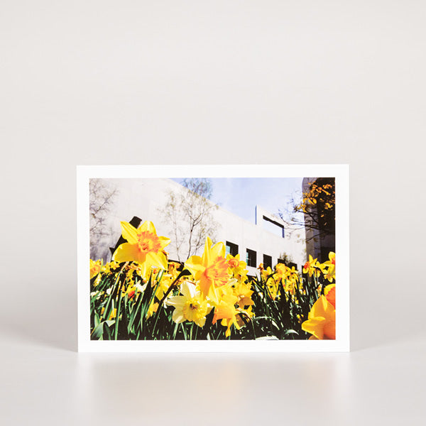 postcard of a closeup of daffodils amongst parliament house