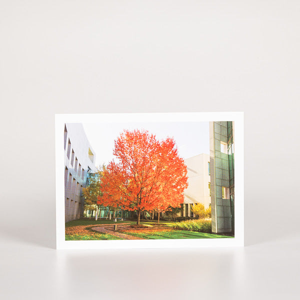 Postcard of a red maple tree in Parliament house