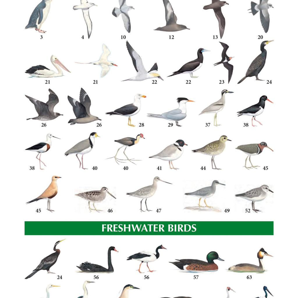Page from the book 'The Compact Australian Bird Guide' with illustrations of marine, coastal and freshwater birds. 