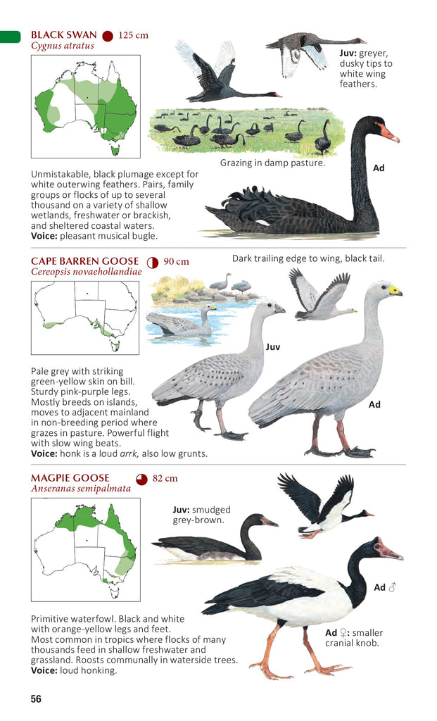 Page from the book 'The Compact Australian Bird Guide' with illustrations and information relating to birds. 