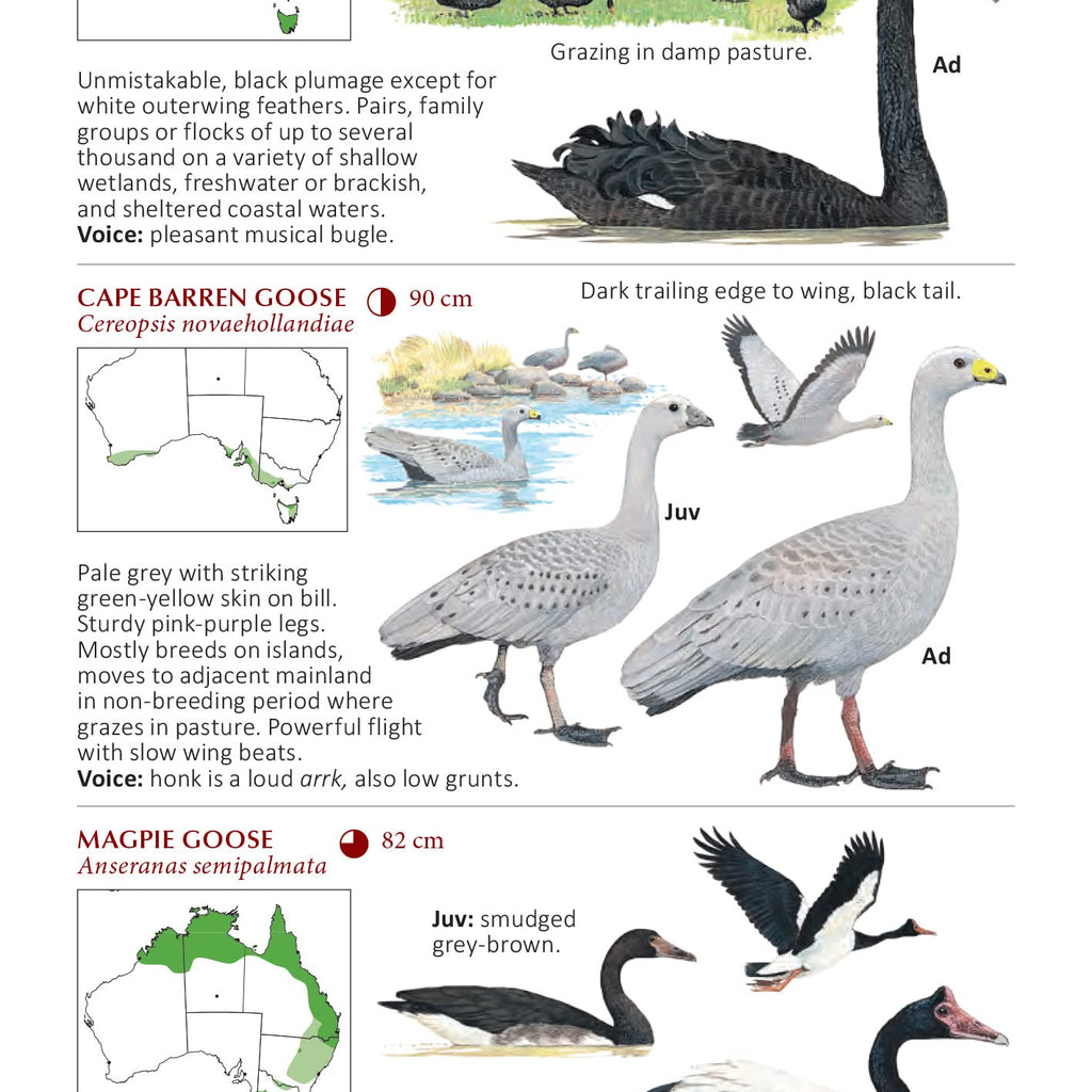 Page from the book 'The Compact Australian Bird Guide' with illustrations and information relating to birds. 